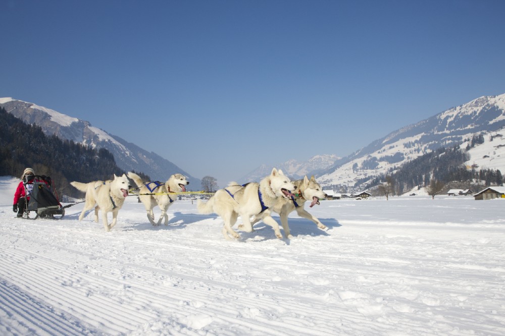 teamuitje in de sneeuw: slede met honden